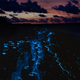 Illustration for article titled Deep sea bacteria use bioluminescence to hitchhike across the ocean